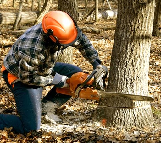 Tree Removal in Engadine, MI